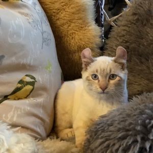 Meet your Posher, Rachel